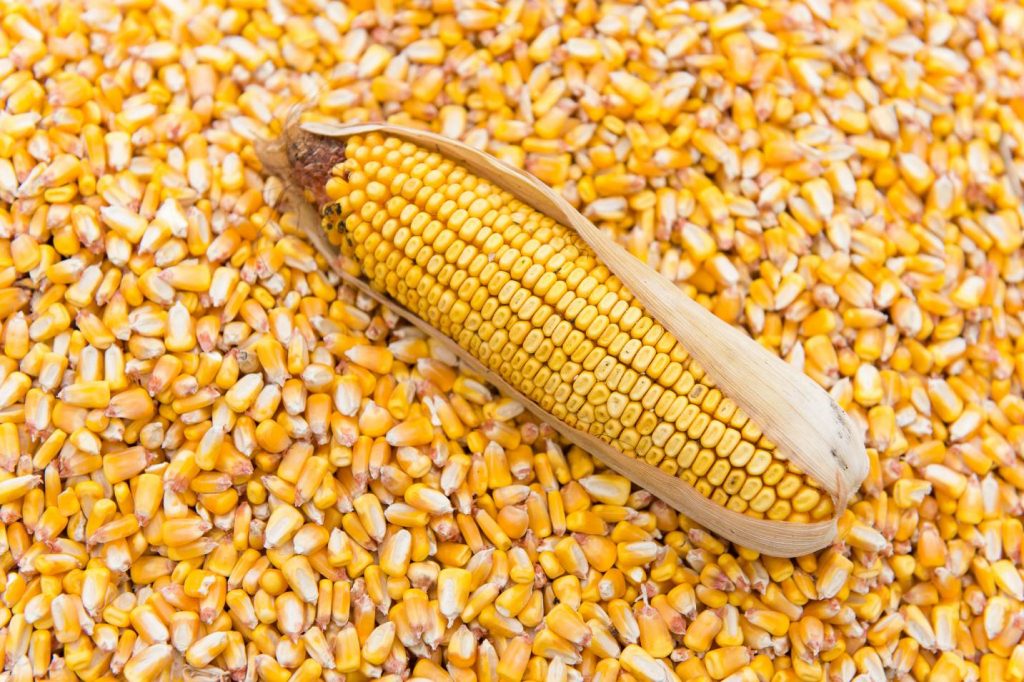 maize grain laid out