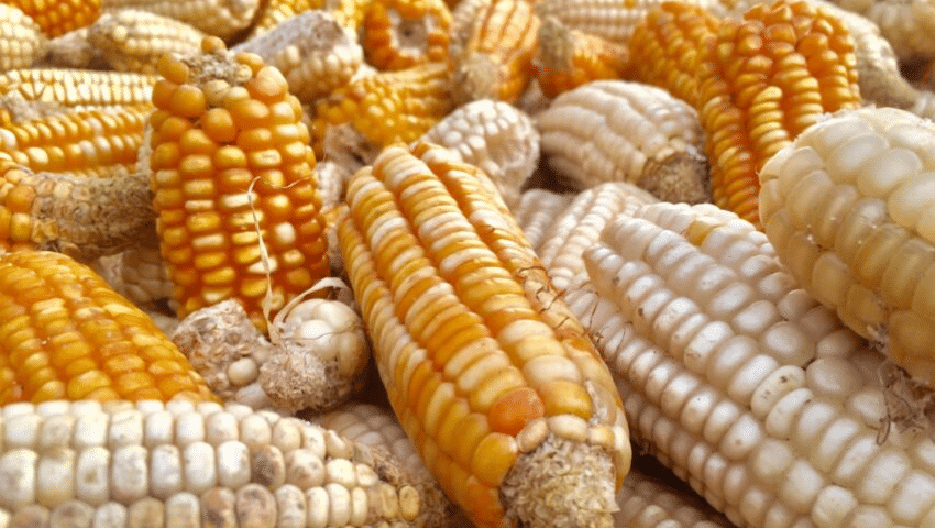 harvested maize